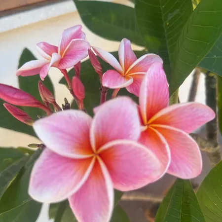 Paradise With Etna View *
